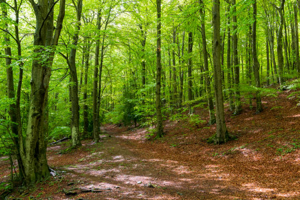 istock Tranquil Trails: Hiking Through a Beech Forest Wonderland 1478098617