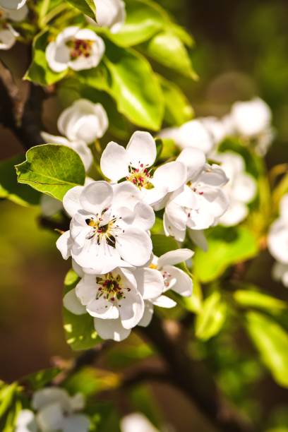 istock Beautiful white summer flowers. 1478100201