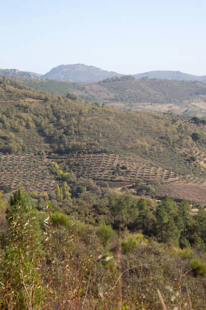 istock Landscape outside Berzocana, Caceres; Spain 1478100387