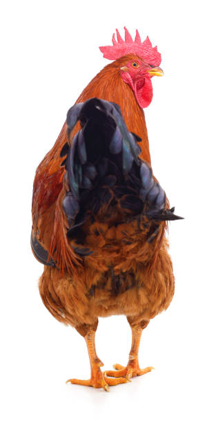 istock The tail of a red rooster. 1478102072