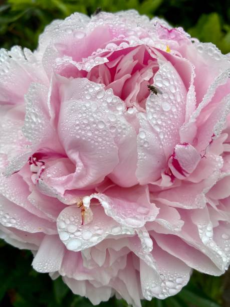 istock Peony and Friend 1478102286