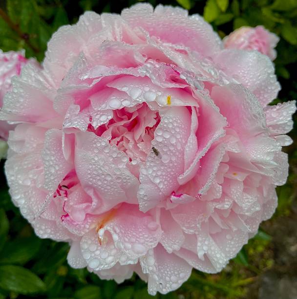 istock Peony and Friend 2 1478102374