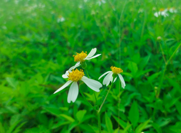 portrait of a beautiful ketul flower in the daytime