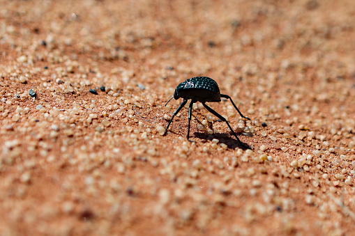 Close-up of a beetle in a desert.
