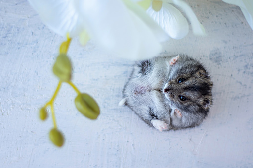 top view of a gray hamster lying next to a white orchid. Pets. soft focus