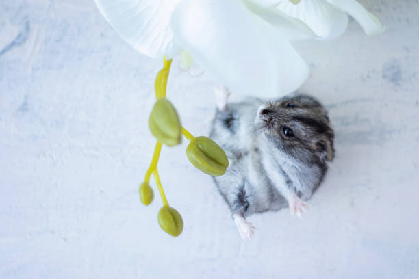 gray hamster lying next to white orchid on white textured background. Pets. soft focus stock photo
