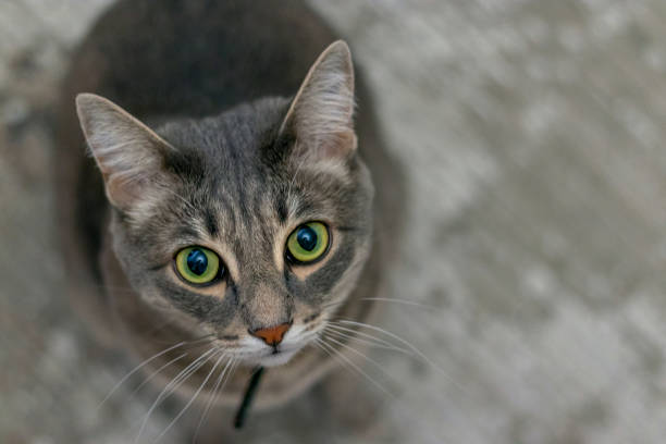 top view of sitting gray cat with green eyes looking at camera. Pets stock photo