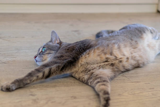 beautiful gray cat lies on its side on floor. Pets stock photo