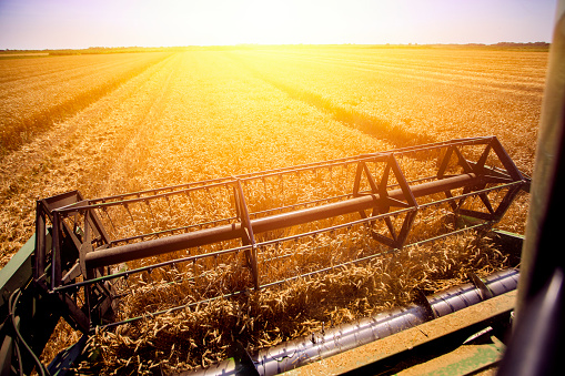 Modern combine harvester working in a wheat field in sunset.