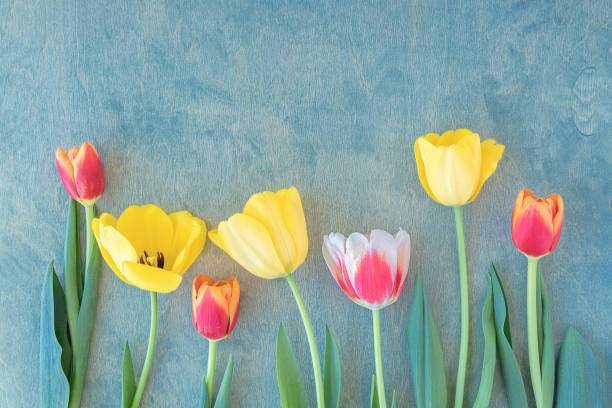 yellow and red-white tulips on green wooden background, spring background stock photo