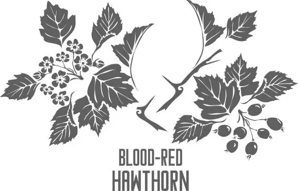 Vector illustration of Blood red hawthorn silhouette vector illustration