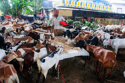 african child herdsman driving a big herd of goats