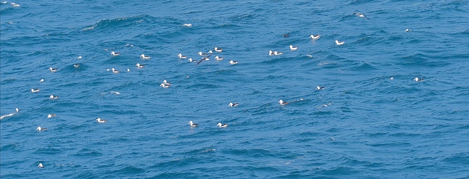 A mixed group of Black-browed (Thalassarche melanophrys) and Atlantic Yellow-nosed Albatross (Thalassarche chlororhynchos) rest on the Atlantic Ocean off central Argentina