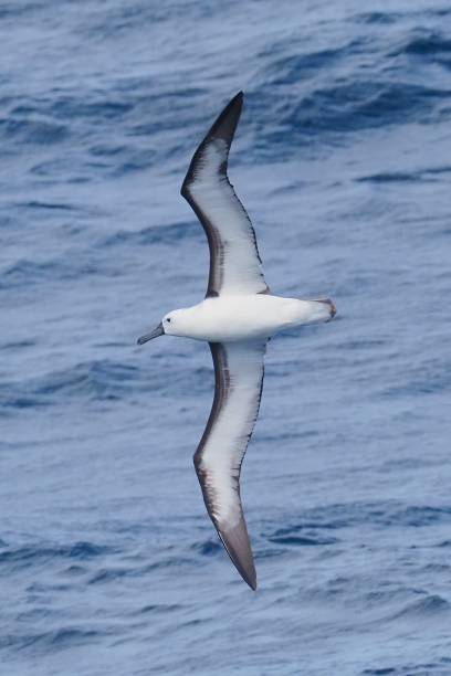 An Atlantic Yellow-nosed Albatross soars over the ocean stock photo