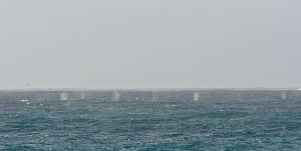 Whale-blows from many Fin Whales pepper the ocean surface