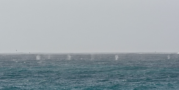 Whale-blows from many Fin Whales (Balaenoptera physalus) pepper the ocean surface just offshore from Elephant Island, Antarctica, where for several years there has been an aggregation of several hundred of these whales, the second-largest whale species in the world.