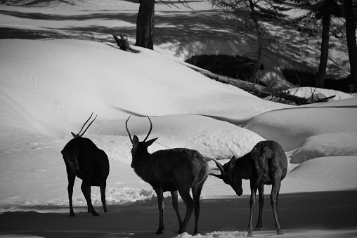 Greyscale of deer walking through a snow-blanketed field of tall trees