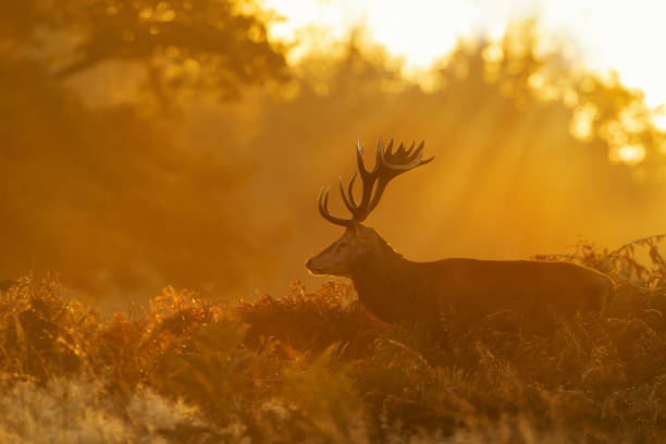 istock Red Deer stag during rutting season at sunrise 1478115472