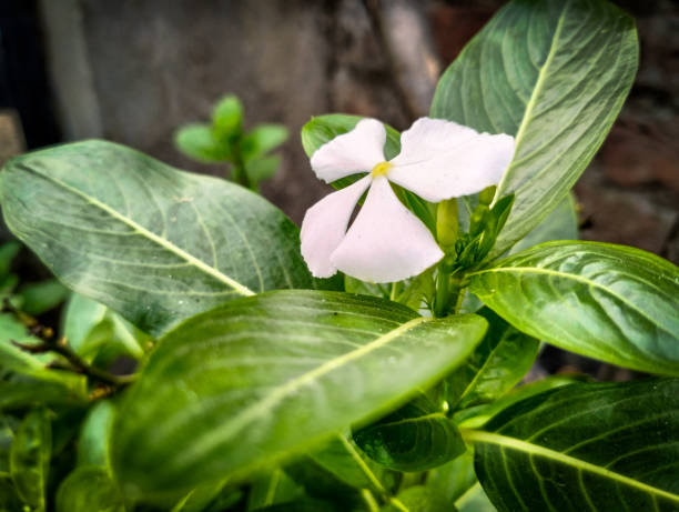 This is natural wallpaper