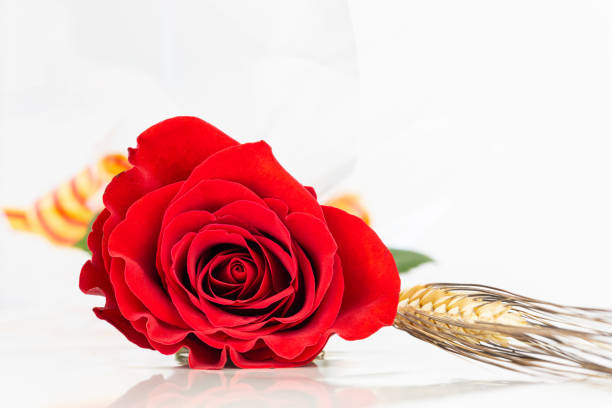 primo piano rosa rossa e spiga di grano per diada de sant jordi. tradizione del giorno di san jordi in catalogna. - bookstore sign old book foto e immagini stock