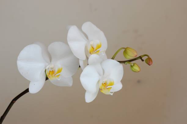 istock Phalaenopsis Orchid Flower, Bokeh Green Leaves Close up 1478123721