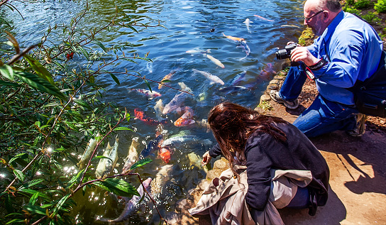 04-20-20216 Kaiserslautern.  Idyllic view on pond: woman feeding KOI carps a  man with camera on time of cherry blossom in the Japanese garden of
 Kaiserslautern.