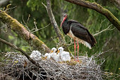 Black stork with chickens in the nest. Wildlife scene from nature. Bird Black Stork with red bill, Ciconia nigra, sitting on the nest in the forest. Animal spring nesting behavior in the forest.