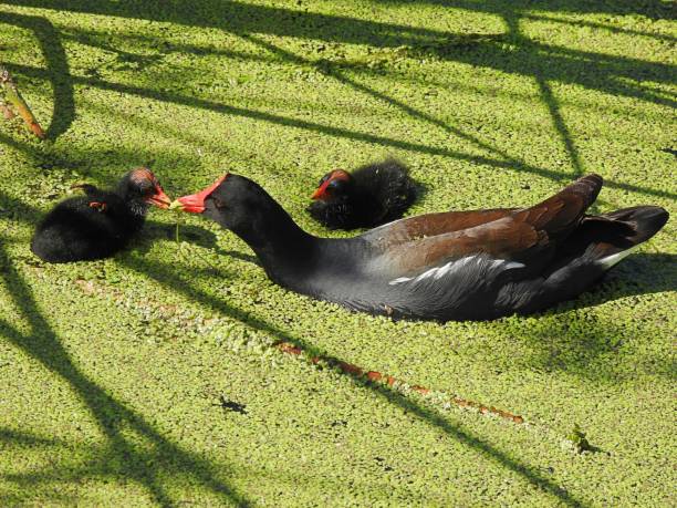 istock Common Gallinules (Gallinula galeata) -  feeding her chick in the duckweed 1478131733
