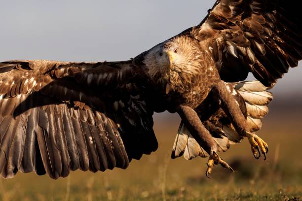 White-tailed eagle captured in mid-flight, with its expansive wingspan spread wide