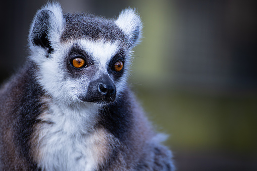 A Lemur poses for the camera