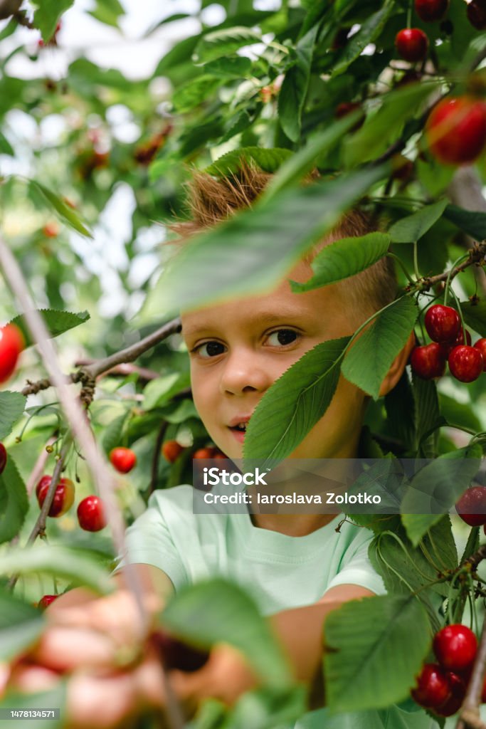 Offenes Porträt eines Jungen im Obstgarten während der Kirschenernte. - Lizenzfrei Kind Stock-Foto Offenes Porträt eines Jungen im Obstgarten während der Kirschenernte. - Lizenzfrei Kind Stock-Foto