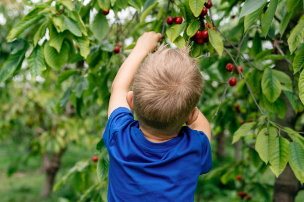 un ragazzo che raccoglie ciliegie nel frutteto. - orchard child crop little boys foto e immagini stock