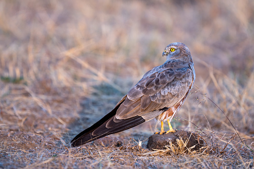 Brown Falcon flying in the wild in Central Victoria