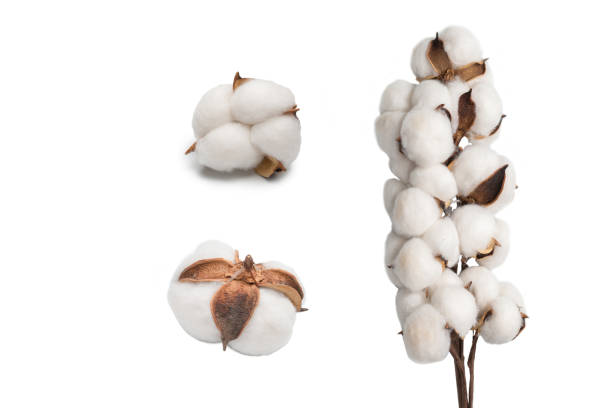 istock Cotton flower branch isolated on white background. 1478136367
