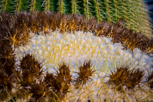 Close-up and macro shot of the Inflorescence of a Echinocactus platyacanthus or Giant Barrel cactus, also called golden barrel cactus, giant viznaga, or biznaga de dulce