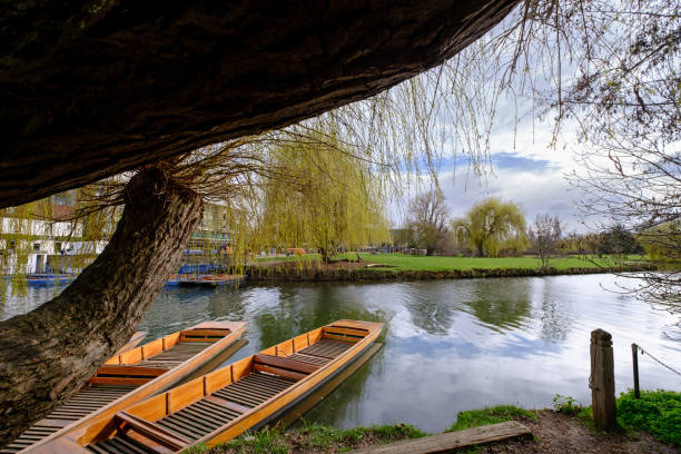 Tourist sightseeing punting boats on the river Cam in the University city centre of Cambridge in England UK on a sunny spring day
