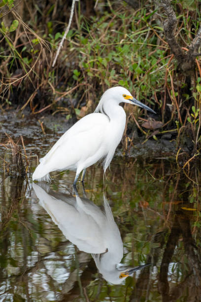 l’aigrette neigeuse patauge dans les eaux calmes du merritt island national wildlife refuge en floride - wading snowy egret egret bird photos et images de collection