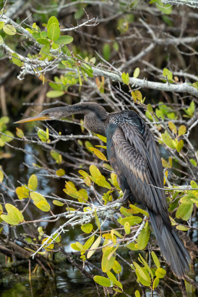 istock An Anhinga bird, also known as a black bellied darter or water turkey, sits perched in tree branches looking for food 1478137962