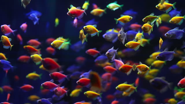 Tropical colored glofish - Gymnocorymbus ternetzi fish swimming in aquarium.