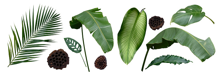 Different tropical leaves with white background,cutting path