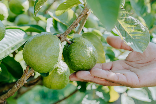 Hand checking guava on the tree