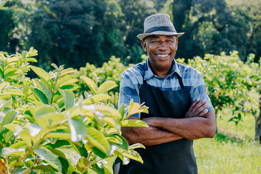 Portrait of a man in the guava plantation field