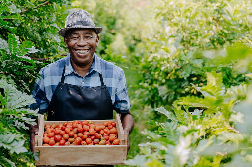 Portrait of a country man picking fruit seriguela siriguela ceriguela ciriguela spondias