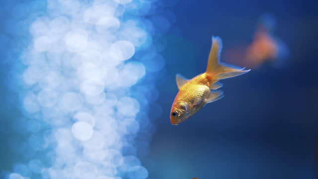 Goldfish with fins swimming in aquarium on blue background. Fish float in water