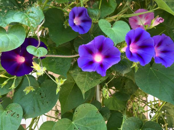 istock Purple Morning Glories 1478142820