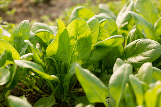 istock Young spinach in a garden bed on a sunny day 1478142838