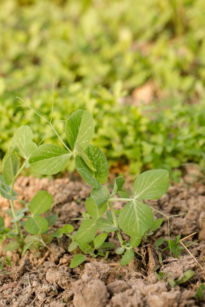 istock green peas seedlings on a sunny day 1478142866