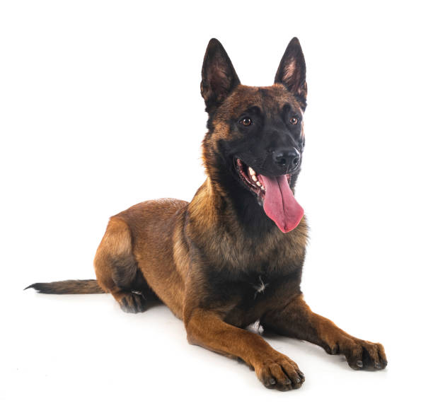 malinois in studio - belgian sheepdog foto e immagini stock