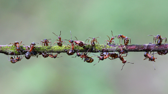 A group of ants working together on a tree stick