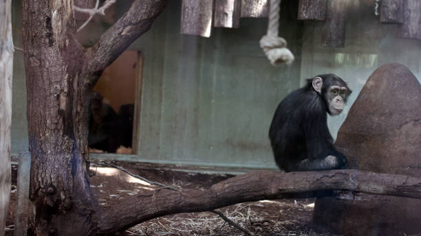 Sad chimp in a Copenhagen Zoo